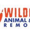Wildout Animal & Pest Removal Tampa Bay