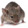 Contail Pest Control Services