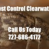 Local Pest Control