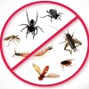 Gwinnett Pest Solutions