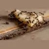PestcoPro Termite & Pest Control