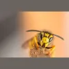 A2Z Exterminating