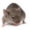 Contail Pest Control