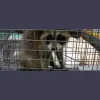 Pest Control National City