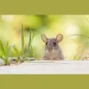 Hicks Pest Control