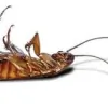 NuEra Pest Control