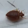 Mid America Pest Control