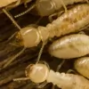 Healthy Home Termite & Pest Control