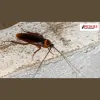 Peskies Pest Control