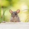 Bill's Pest Control