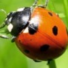 Diablo Valley Pest Control