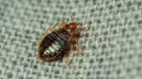 Bed Bug Extermination