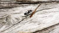 Ants