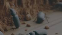 Beetles Pest Control