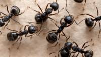 Ant Control