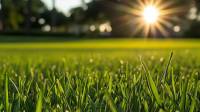 Lawn Care & Fertilization in Bradenton, FL | Waves Pest Control